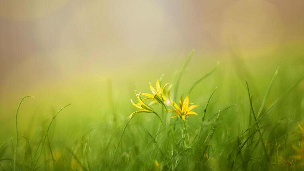 Stockfoto sfeerbeeld natuur bij verhaal over Yard-E