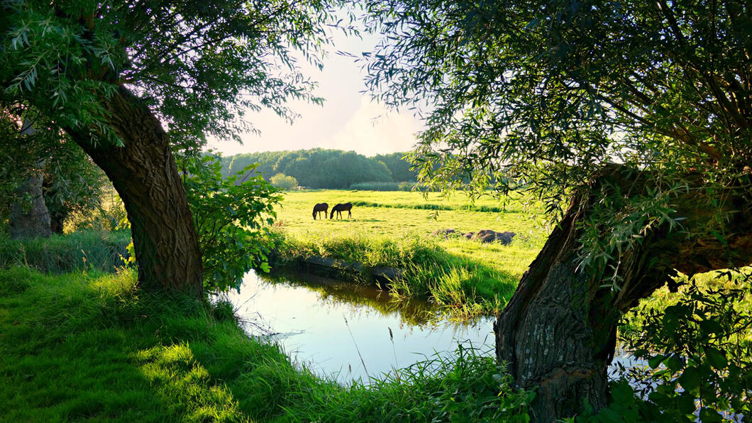 Limburgse natuur