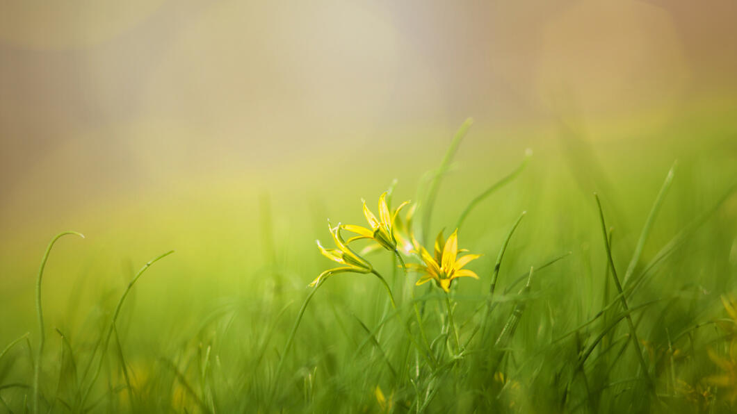 Sfeerfoto natuur