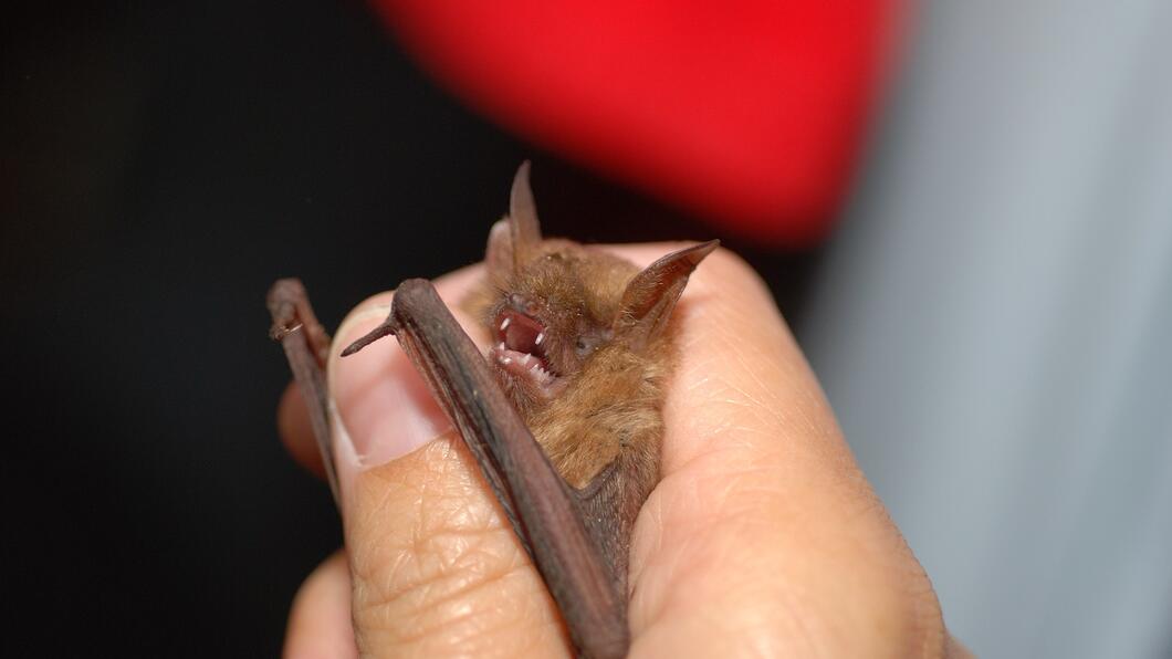 Myotis Emarginatus foto Gilles San Martin Wikicommons
