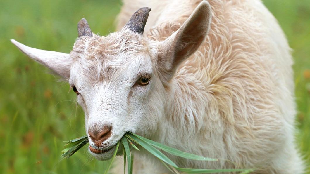 goat-1596880_960_720.jpg