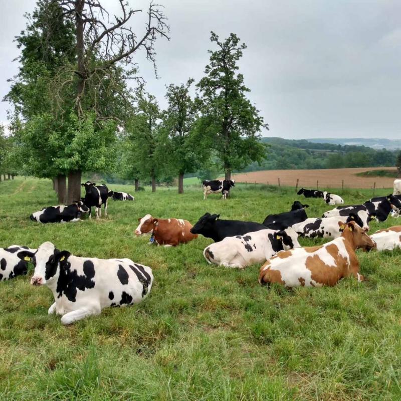 Koeien in Limburg (Carla Luja)