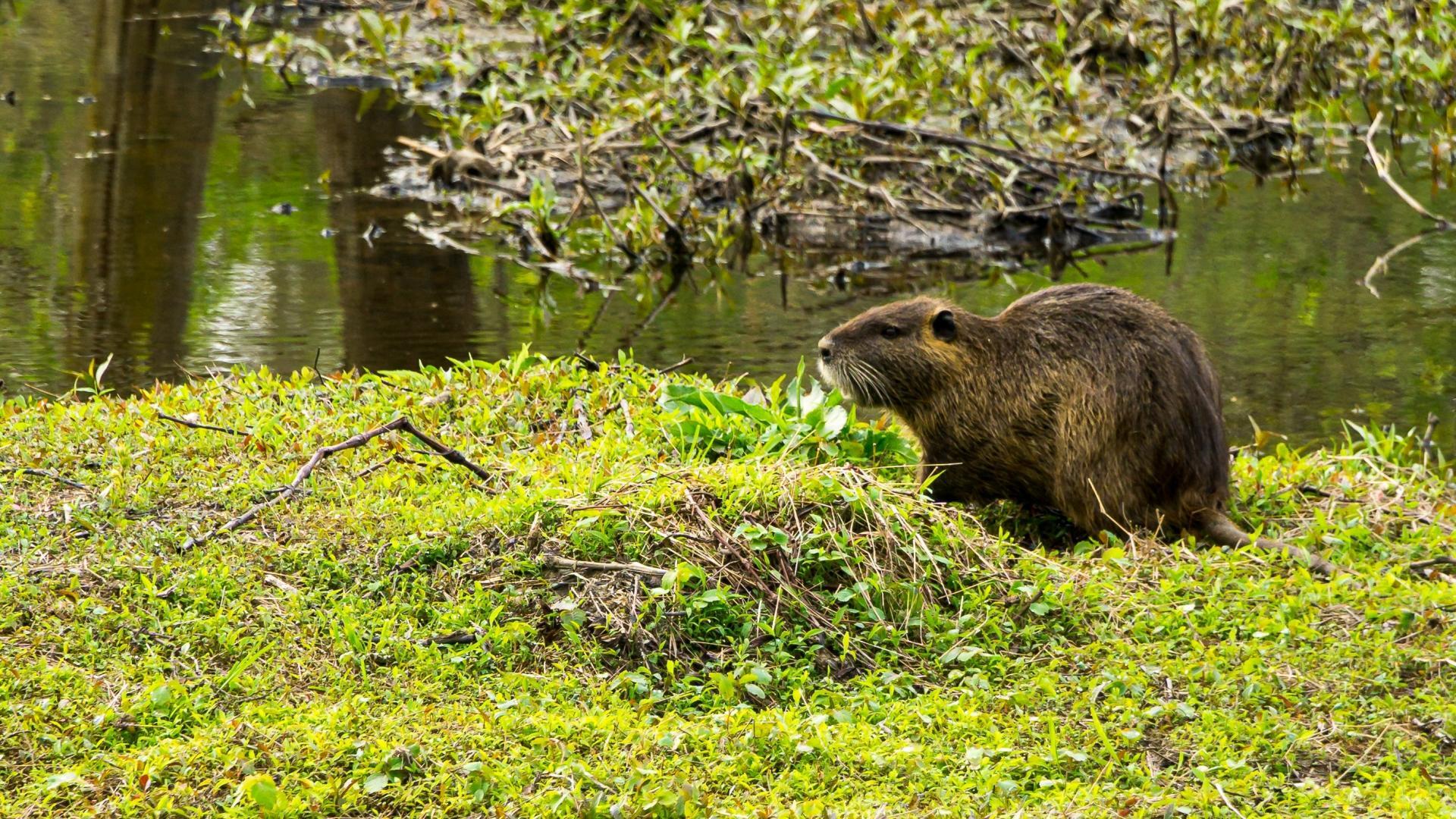 Bever