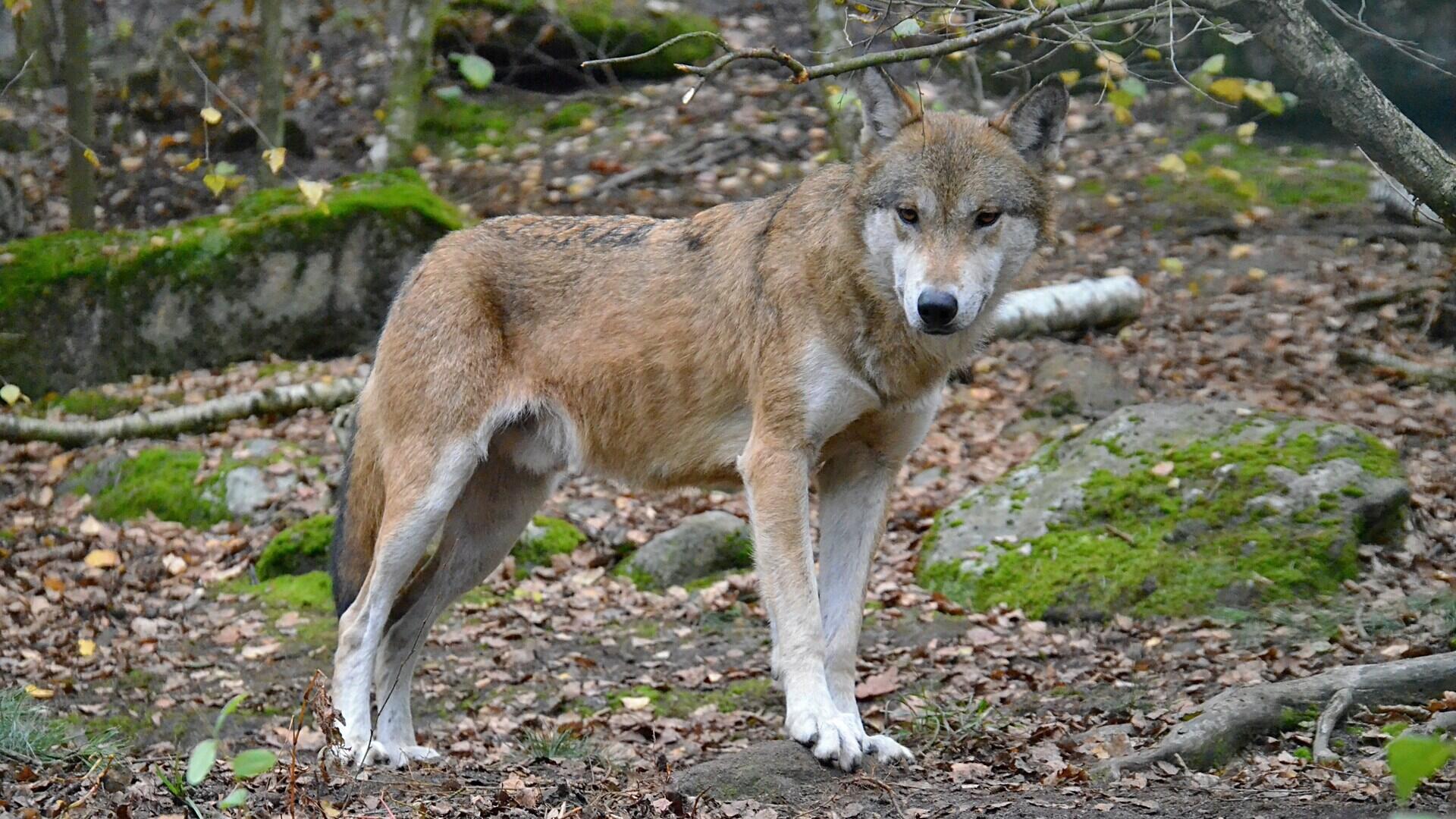 Wolf