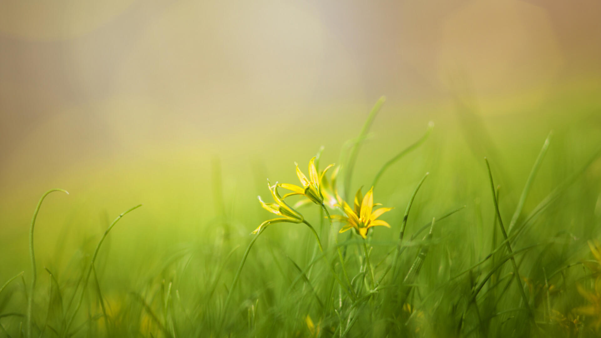 Natuurbeeld, stockfoto