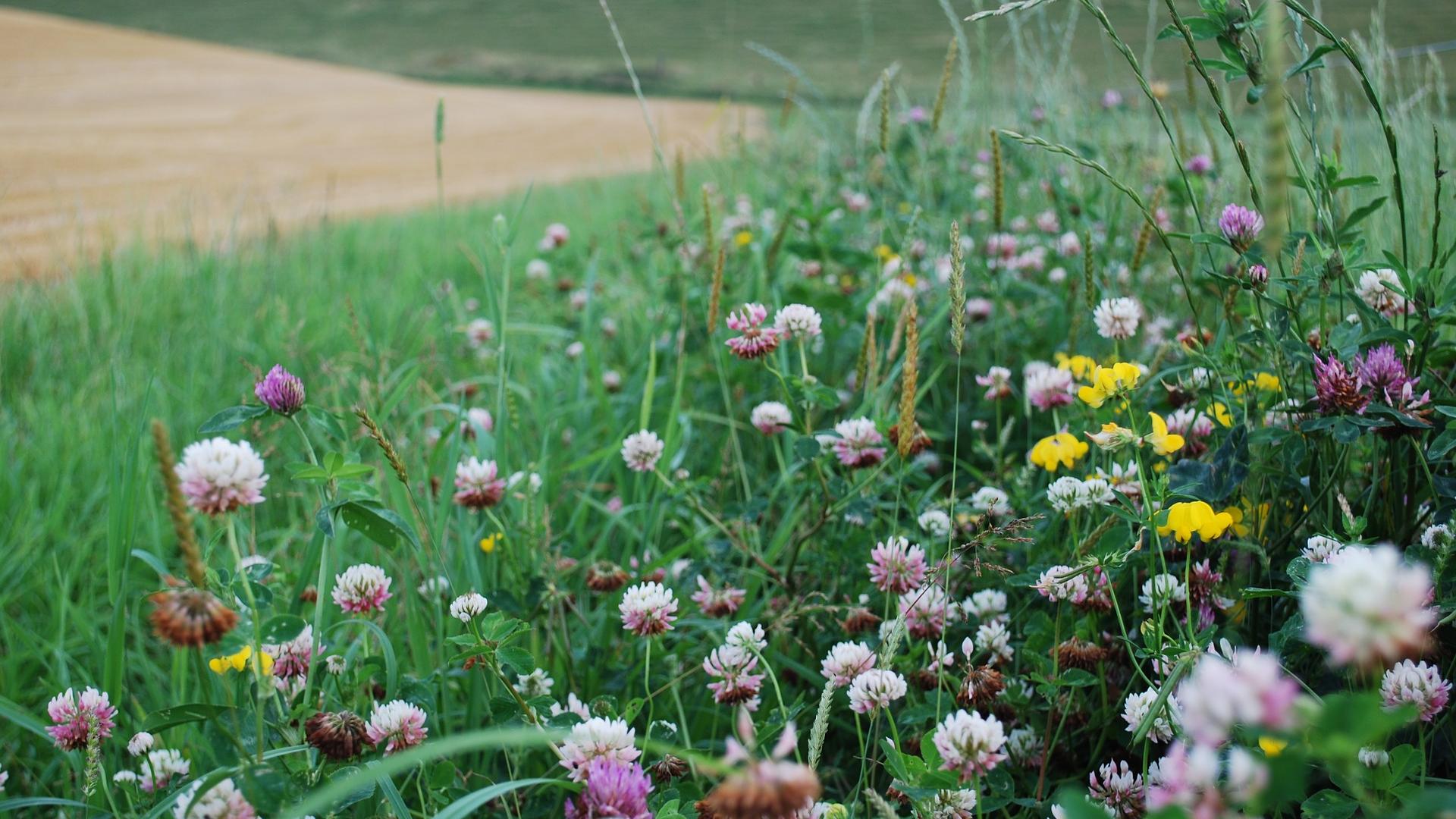 biodiversiteit